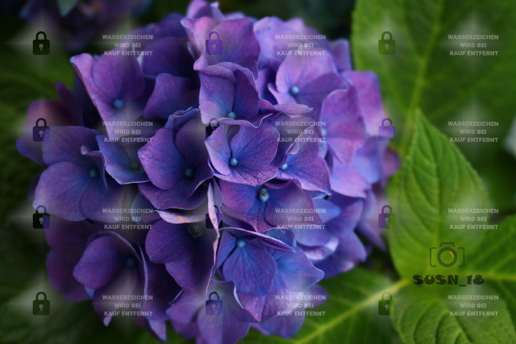 20180727164720_IMG_0235 | susn_18 - Realisiert mit Pictrs.com