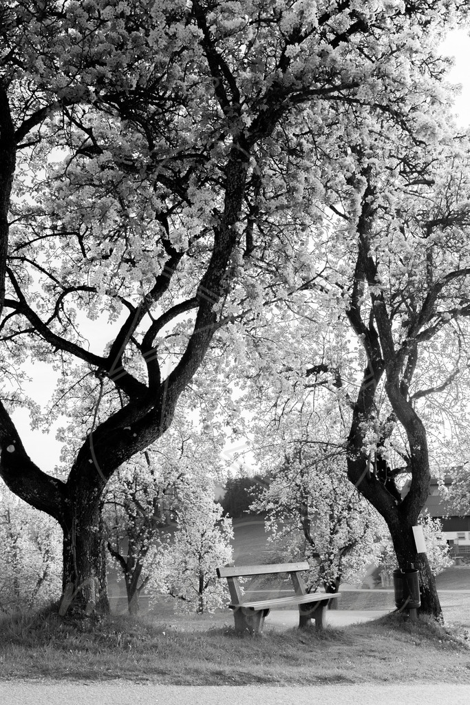 Mostviertel Schwarz Weiß | Ihre Fotografin im Lungau, ihre Fotografin im Mostviertel, Wandbilder Onlineshop, Imagefotos für Ihr Unternehmen,  - Realisiert mit Pictrs.com