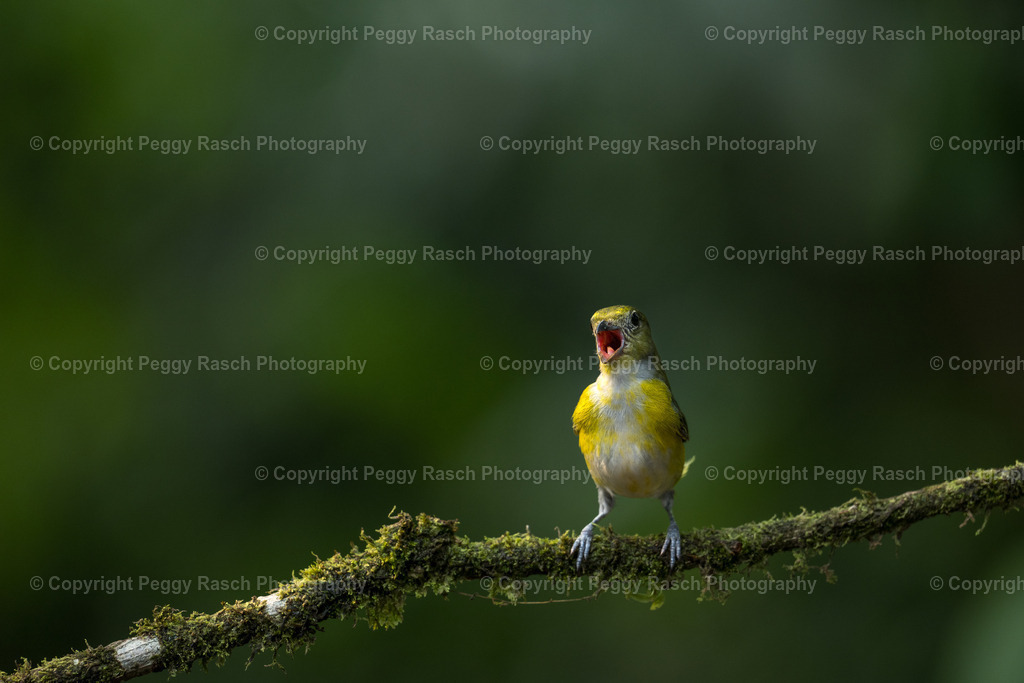 Costa Rica verschiedenes (6) | PeggyRaschPhotography - Realisiert mit Pictrs.com