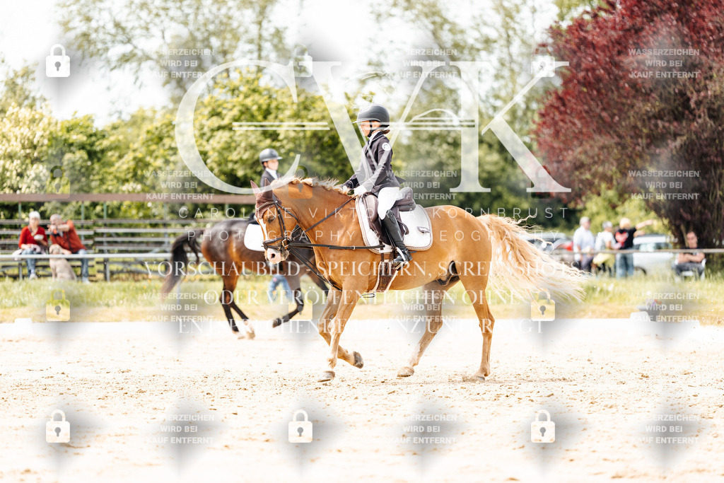 CK902570 | Turnierfotografie Pferdefotografie Trier Rheinland-Pfalz Pferdesport Reitsport Tierfotografie Sportfotografie Pferdevideo Pferdevideografie Equestrianvideography equestrianphotography  - Realisiert mit Pictrs.com