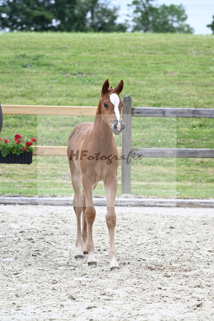 Kat-Nr. 34 SF Contagio_Fischer_17230840 | hf-fotografie - Realizzato con Pictrs.com