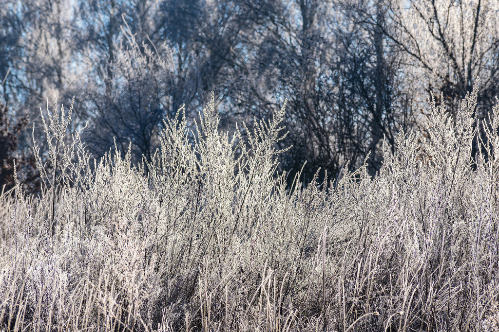 Bäume und Sträucher mit Raureif im Winter in Rostock | Bäume und Sträucher mit Raureif im Winter in Rostock.