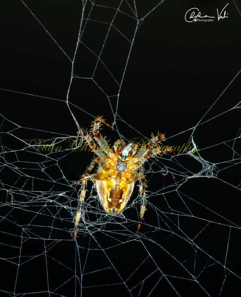 MN 1 | Christian Vulin  - Realisiert mit Pictrs.com