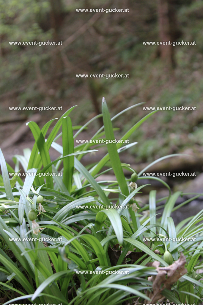 MARI6324 | Sportfoto event-gucker Herbert Scherer