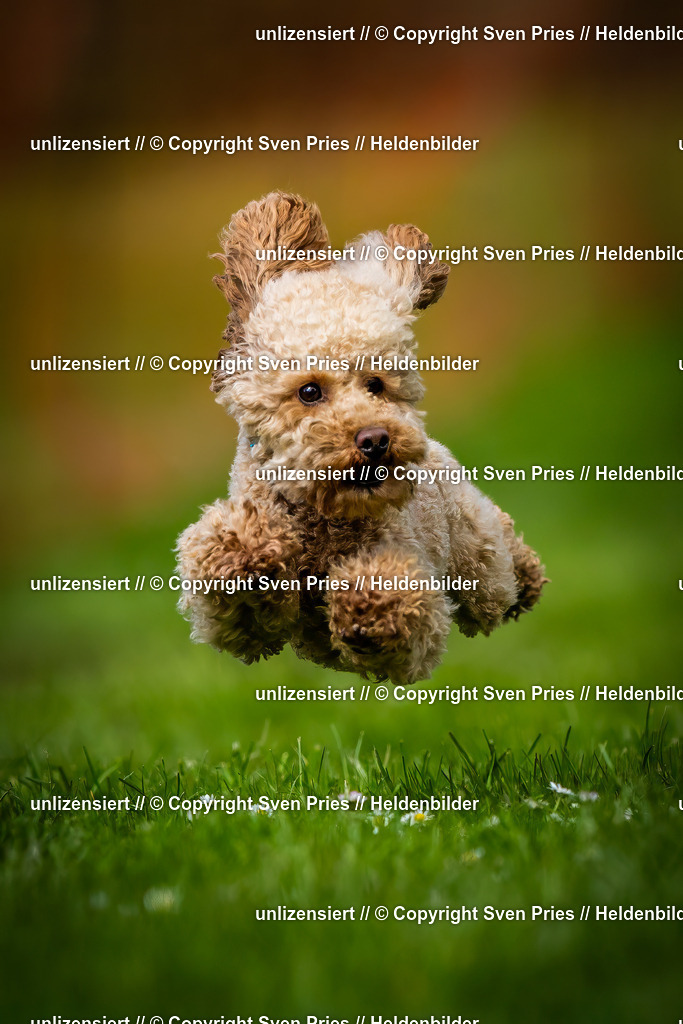 Sven Pries | 2025-04-13 - Hunderennen Baden-Baden - Realisiert mit Pictrs.com