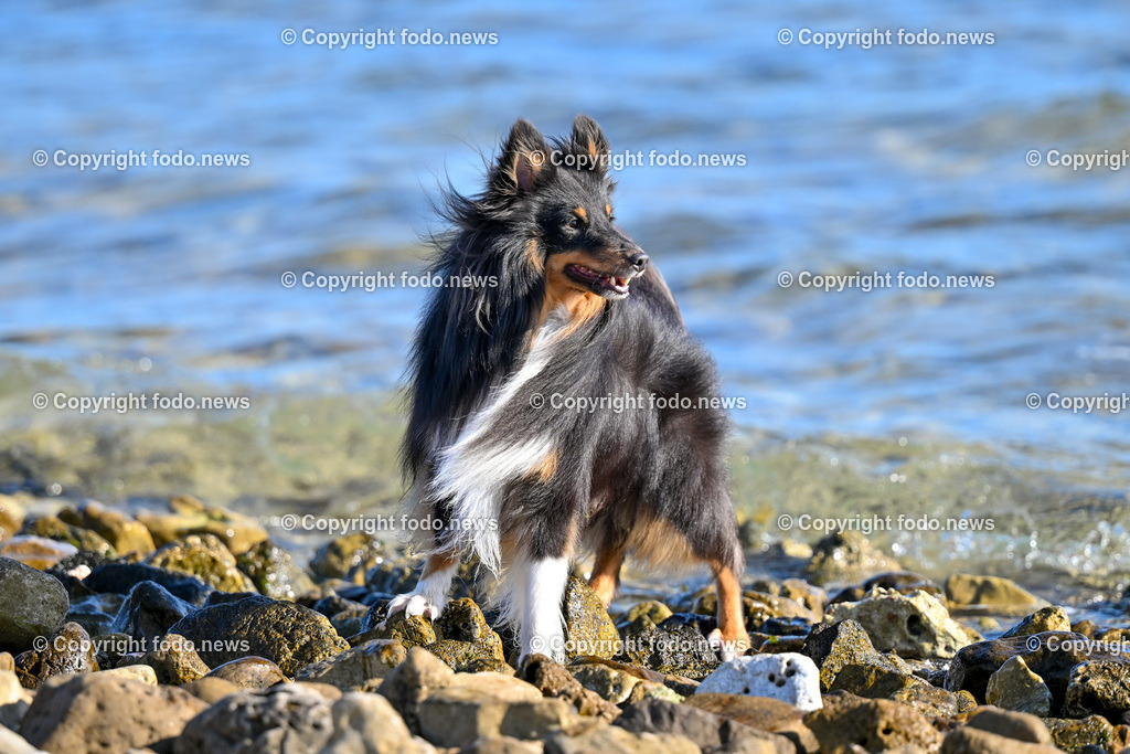 Hunde in Kroatien_ 31.07.2023-24 | 31.07.2023, Kroatien, HRV, Brač, Insel in Dalmatien im Bild Hunde, Shelties