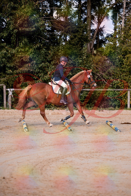 2026_10_03_Siefer-Hof_144625_Z81_22384315 | Professionelle Reitsport-, Turnier- und Eventfotografie von Robert Broda. Galerien mit ausgewählten und bearbeiteten Bildern direkt online ansehen und bestellen.