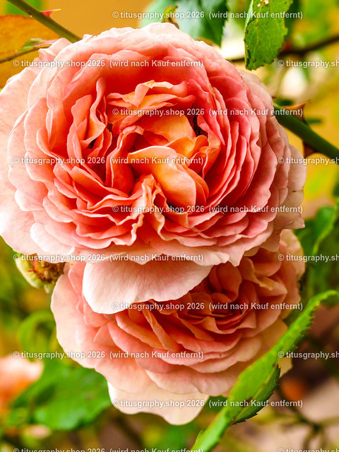 titusgraphy_P6291896-vz-ln | OLYMPUS DIGITAL CAMERA - Realisiert mit Pictrs.com