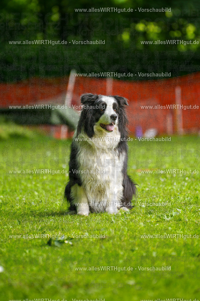 @allesWIRTHgut_Tierfotografie - www.allesWIRTHgut.de - 093706-7R507385 | Professionelle Tierfotografie in Mönchengladbach von Daniel Wirth (allesWIRTHgut). Liebevolle & natürliche Bilder von Hunden & Katzen für unvergessliche Erinnerungen.
