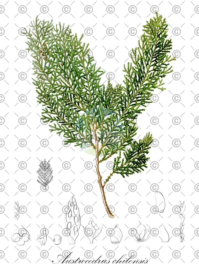 HistAbb_wfo-0000557316_2_ENZY_Simple | Historische Abbildung von Austrocedrus chilensis - Cupressaceae (Chilenische Flusszeder) | Historical Illustration of Austrocedrus chilensis - Cupressaceae
