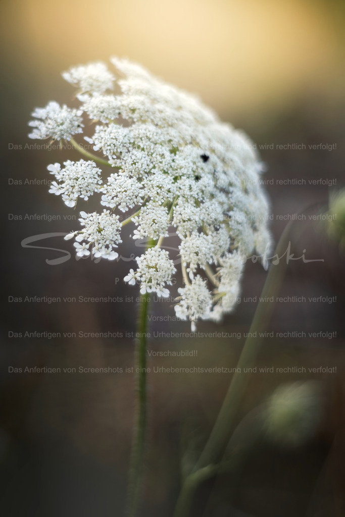 Sommerlicht | Exklusive Naturfotografie für stilvolle Wanddekoration ★ Premium Wandbilder Made in Germany ✔️ FineArt Drucke & Downloads ✔️ Brillante Farben, höchste Qualität & weltweiter Versand ✔️ - Realisiert mit Pictrs.com