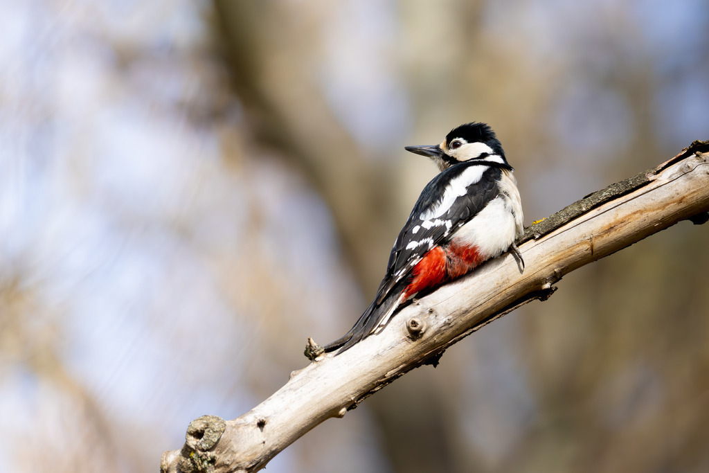 Der Buntspecht | Der Buntspecht (Dendrocopos major) gehört zu den bekanntesten und häufigsten Vogelarten Mitteleuropas und ist ein unverzichtbarer Bewohner unserer Wälder, Parks und Gärten. Er fällt nicht nur durch sein auffälliges, kontrastreiches Gefieder ins Auge, sondern vor allem durch seine charakteristischen Tätigkeiten: das laute Hämmern gegen Baumstämme, das sogenannte Trommeln, und die damit verbundene Suche nach Nahrung und das Anlegen von Bruthöhlen. Als „Baumdoktor“ spielt er eine wichtige ökologische Rolle bei der Kontrolle von Schadinsekten in Holzbeständen. - Realisiert mit Pictrs.com