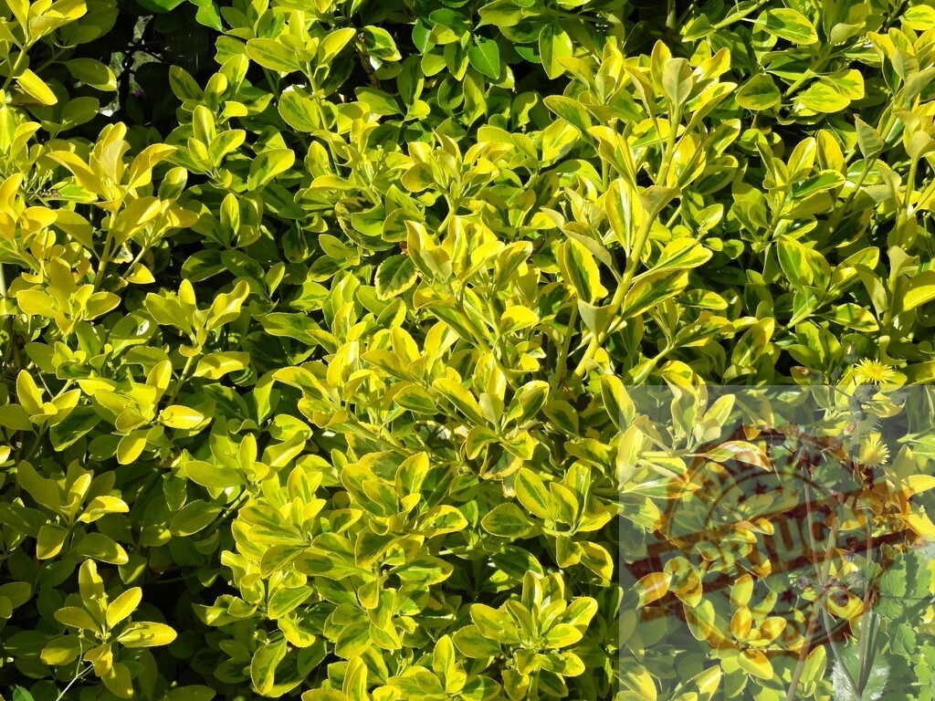 Variegated green and yellow leaves growing in sunlight | Bright green and yellow variegated foliage forming a natural background - Realisiert mit Pictrs.com