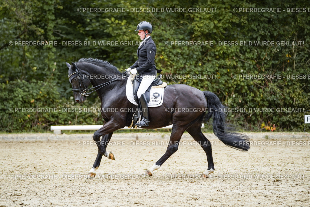 DSC02217 | Pferdegrafie