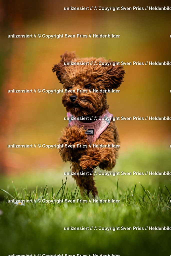 Sven Pries | 2025-04-13 - Hunderennen Baden-Baden - Realisiert mit Pictrs.com