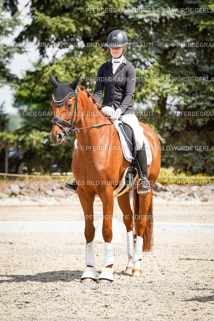 DSC01727 | Pferdegrafie