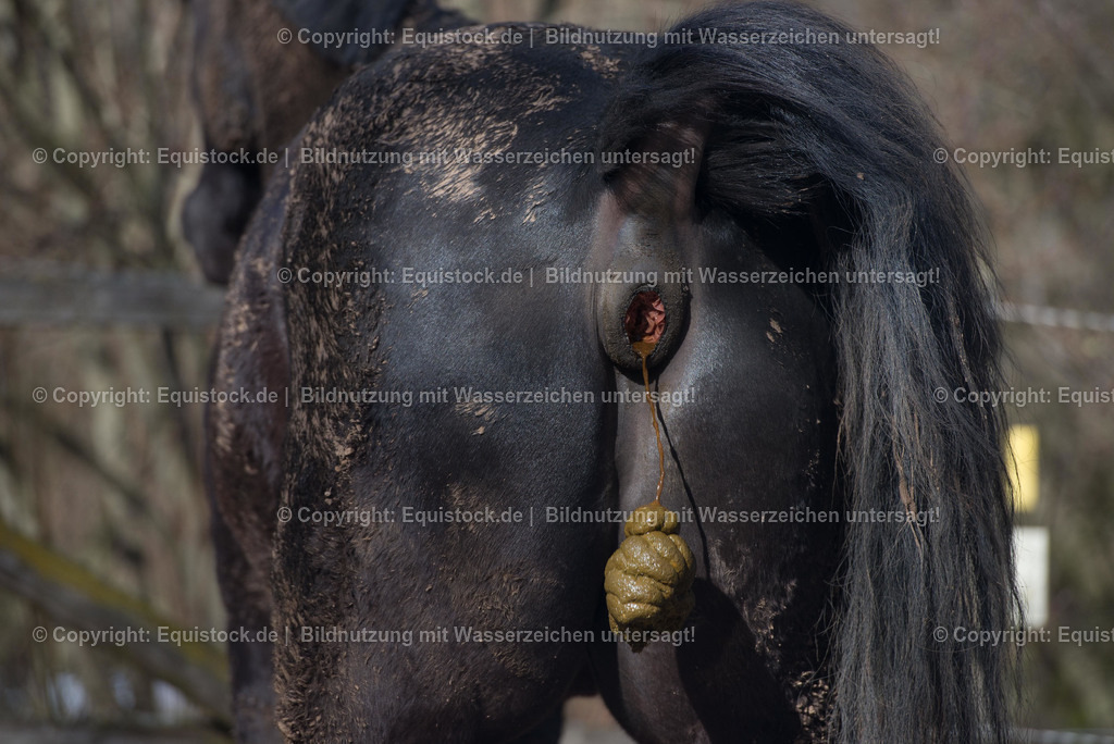 TS_20180305_Pferde__ppel_0002 | Foto: Thomas Hartig