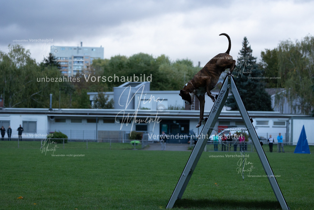 _16A4472 | Einzigartige Fotos von Hunden & Menschen –Actionfotos, Portraits, Vereinsaufnahmen & Paarshootings – authentisch, lebendig & mit Herz.