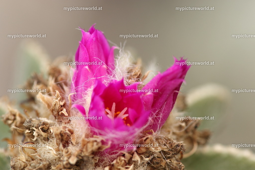 Aztekium hintonii-001 | Das Bilderarchiv über Tiere, Planzen und Landschaften. In der Bilddatenbank finden Sie ein große Auswahl an hochwertigen Bilder für Ihre Werbung - Realisiert mit Pictrs.com