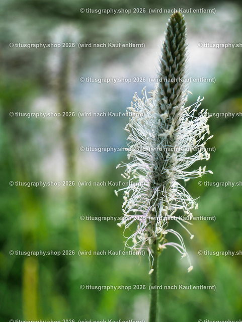 P1000228-b3 | Fotokunstarbeit aus der INSTAGRAM-Gallerie auf titusgraphy.eu - Realisiert mit Pictrs.com