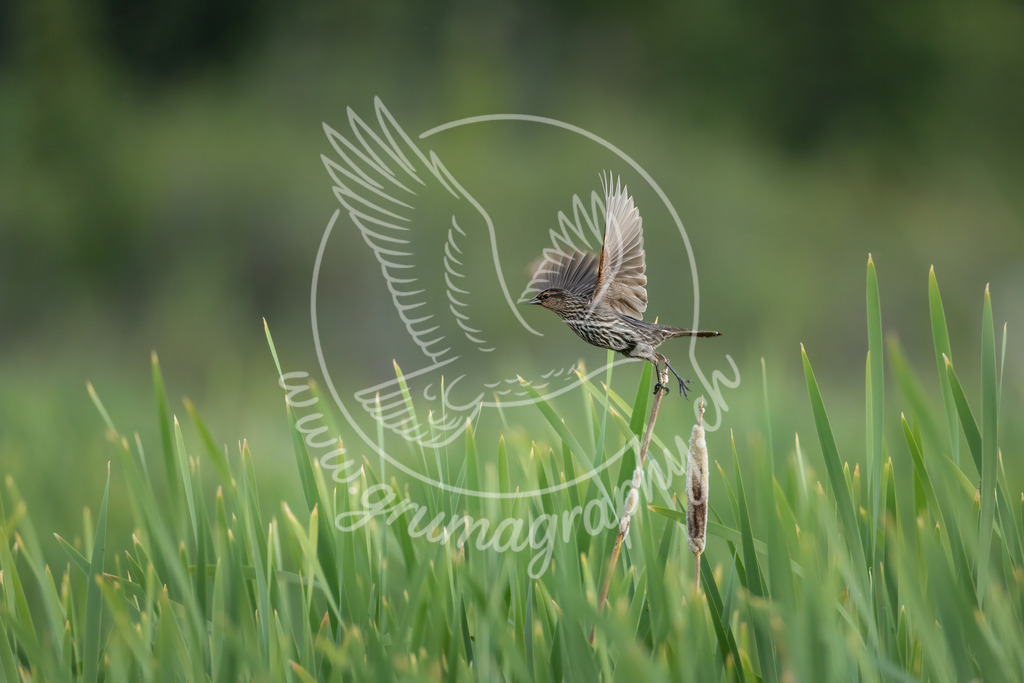 quiet departure - red winged blackbird, canada | Authentische Landschafts- & Wildtierfotografie aus der Schweiz. Hochwertige Wandbilder, Fine-Art-Prints und Wunschmotive nach Auftrag – sorgfältig entwickelt im Grumagraphy-Style