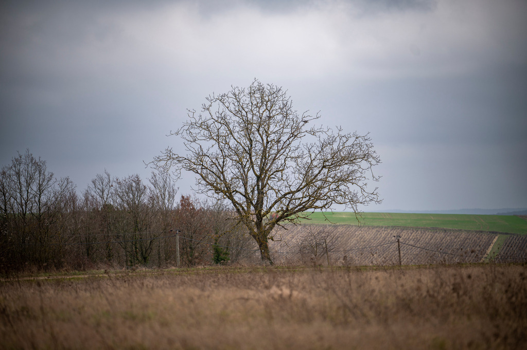 Mystische Bäume - Epineuil, Frankreich | Die Mystik der Bäume unterscheidet sich je nach Jahreszeit  - Realisiert mit Pictrs.com