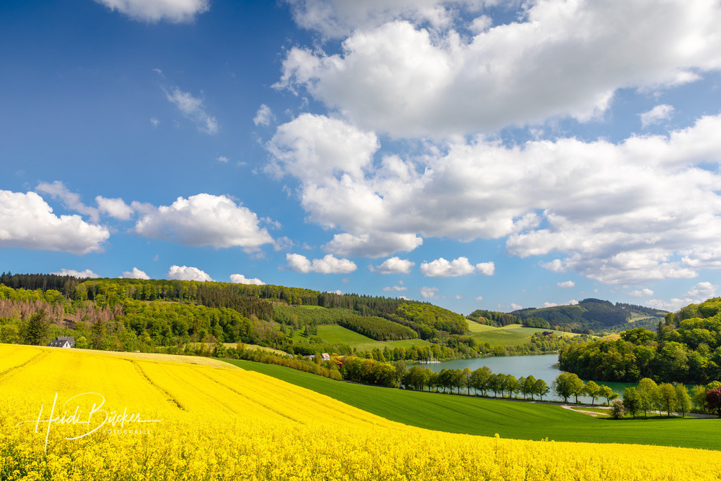 Rapsfeld am Hennesee | Rapsfeld in Mielinghausen am Hennesee bei Meschede - Realisiert mit Pictrs.com