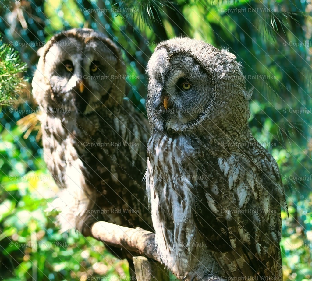 1D3A7045 | Verträumt am Morgen - Realisiert mit Pictrs.com