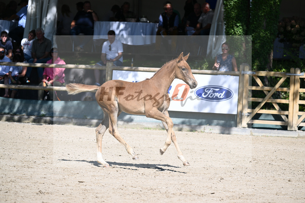 Praesentation Auktionsfohlen_36230153 | hf-fotografie - Realisiert mit Pictrs.com