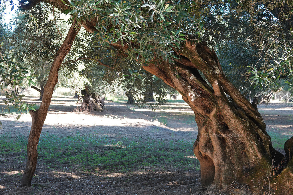 Stories of the Ancient Olive Trees | Ancient Olive Trees