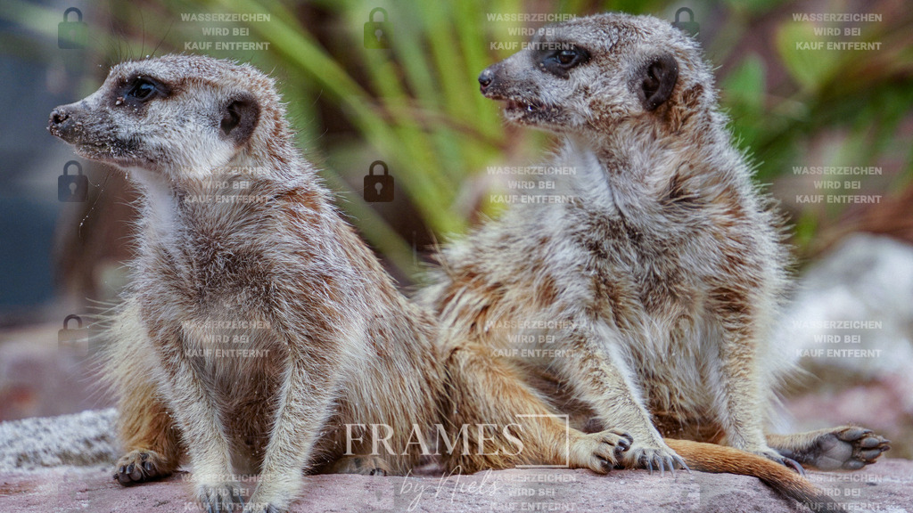 Erdmännchen | Frames by Niels – Fotograf aus Wassenberg (Nähe Mönchengladbach). Natürliche Fotos von Menschen, Tieren, Produkten und Architektur. Outdoor-Shootings & professionelle Prints direkt im Shop bestellen oder vor Ort buchen. - Realisiert mit Pictrs.com