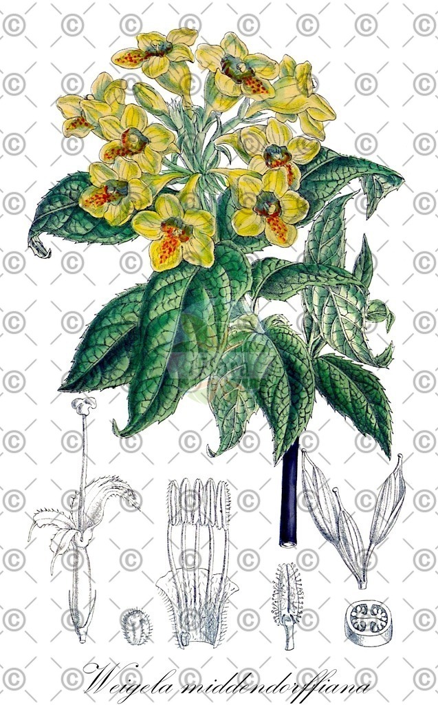 HistAbb_wfo-0000606512_1_ENZY_Simple | Historische Abbildung von Weigela middendorffiana - Caprifoliaceae | Historical Illustration of Weigela middendorffiana - Caprifoliaceae