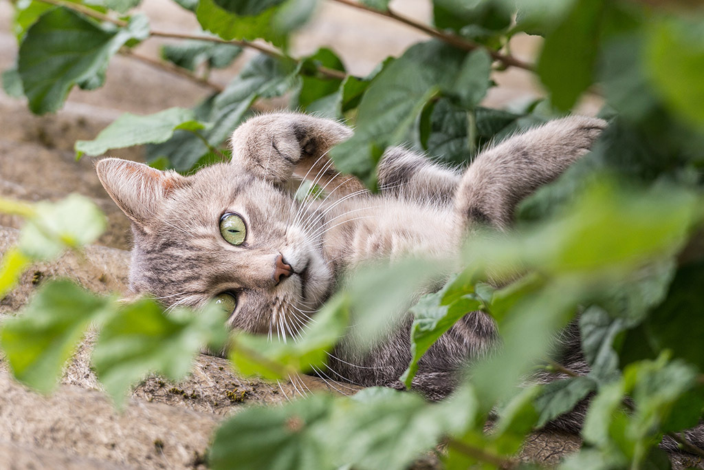 Schauende Katze | Fotos mit schönen Motiven aus der Region Basel. - Realisiert mit Pictrs.com