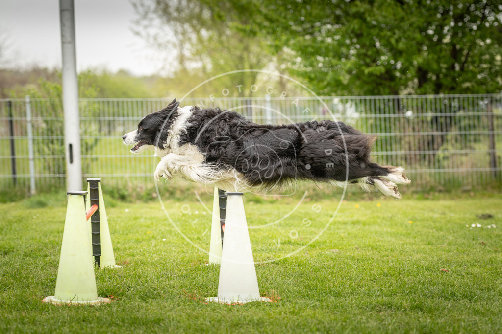 Pfotenfotografie_DV3A3280 | Hundefotografie, Tierfotograf, Pfotenfotografie, Fotoshooting Hund, Hunde Portrait, Hundesport, Hundeportraits, Heideshooting, Hunde, Sportfotograf, Hundefotograf, Turnierhundsport, THS,  - Realisiert mit Pictrs.com