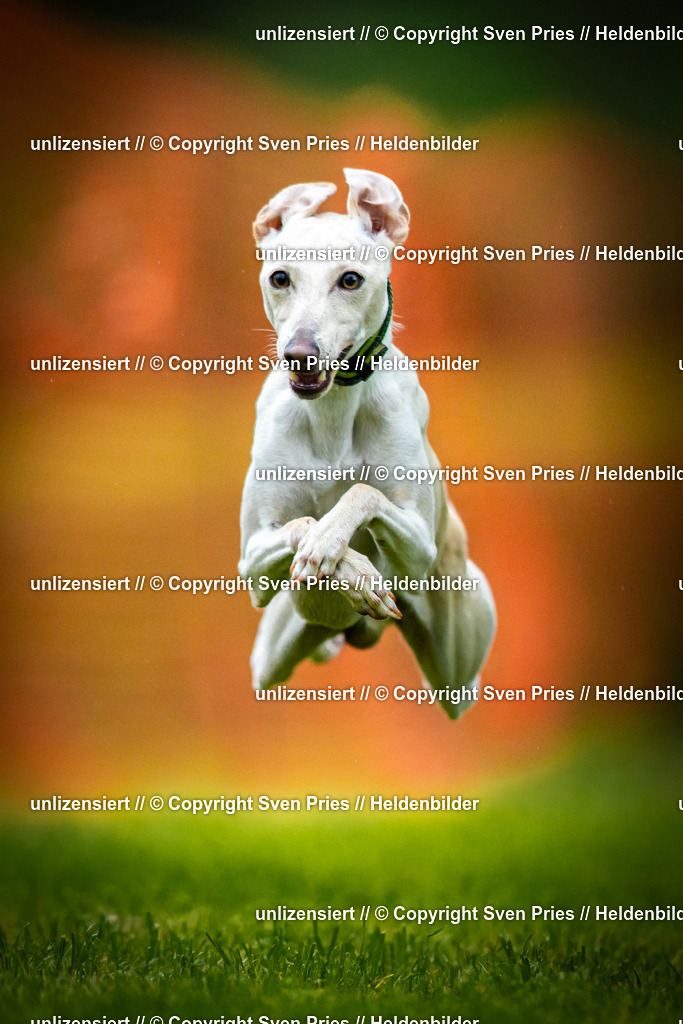 Sven Pries | 2025-09-21 - Hunderennen Baden-Oos - Realisiert mit Pictrs.com