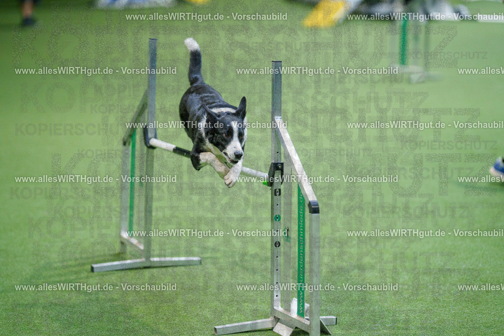@allesWIRTHgut_Tierfotografie - www.allesWIRTHgut.de - 2604250829-7R506794 | Professionelle Tierfotografie in Mönchengladbach von Daniel Wirth (allesWIRTHgut). Liebevolle & natürliche Bilder von Hunden & Katzen für unvergessliche Erinnerungen.