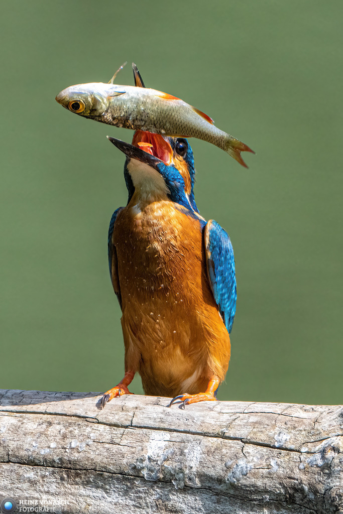 Tiere_0006 | Alle Bilder von Heinz Vonäsch Fotografie können alle zu günstigen Preisen gekauft werden! Download der Bilder, Ausdrucke, Postkarten, Tassen T-Shirts, Kalender, Alu- Dibond usw. - Realisiert mit Pictrs.com