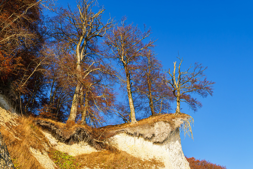 Bäume auf den Kreidefelsen im Herbst an der Küste der Ostsee auf der Insel Rügen | Bäume auf den Kreidefelsen im Herbst an der Küste der Ostsee auf der Insel Rügen.