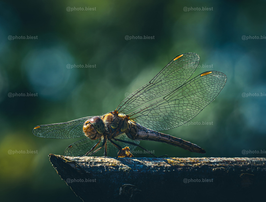 Libellensonnenbad | Eine Libelle auf einem Ast. Im Hintergrund Laub- und Himmelsbokeh. - Realisiert mit Pictrs.com
