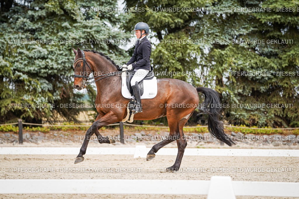 DSC04875 | Pferdegrafie