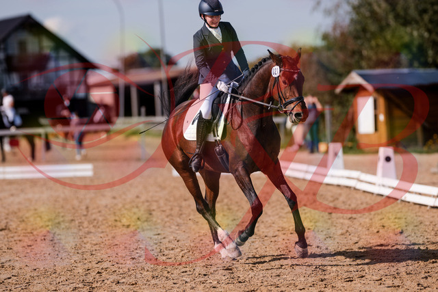 2026_10_03_Siefer-Hof_125753_Z81_47066847 | Professionelle Reitsport-, Turnier- und Eventfotografie von Robert Broda. Galerien mit ausgewählten und bearbeiteten Bildern direkt online ansehen und bestellen.