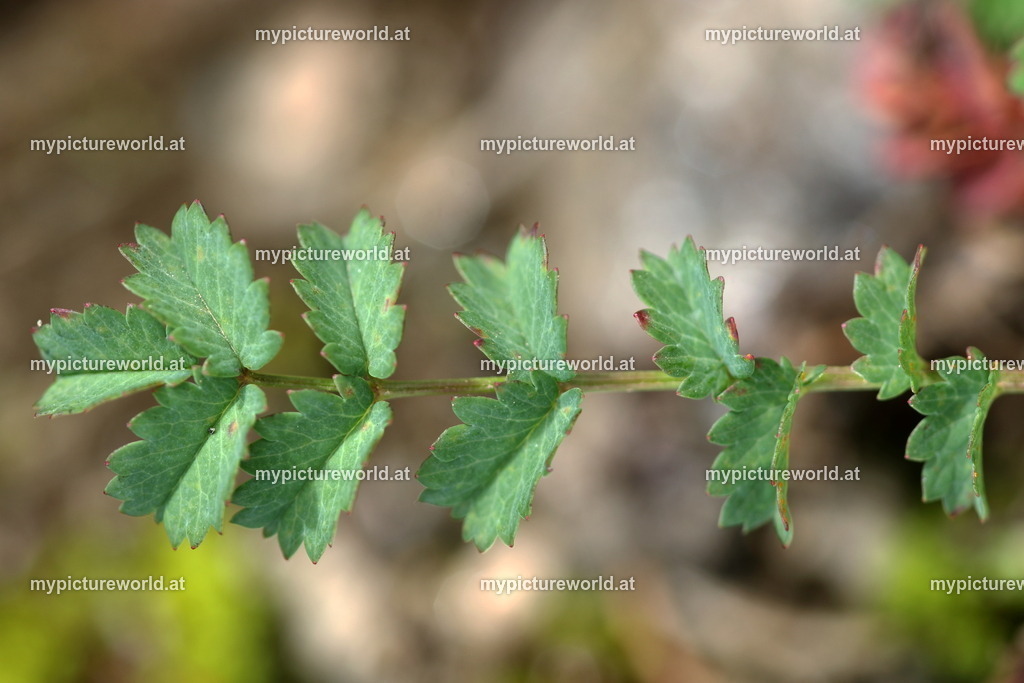 Kleiner Wiesenknopf-006 | Das Bilderarchiv über Tiere, Planzen und Landschaften. In der Bilddatenbank finden Sie ein große Auswahl an hochwertigen Bilder für Ihre Werbung - Realisiert mit Pictrs.com