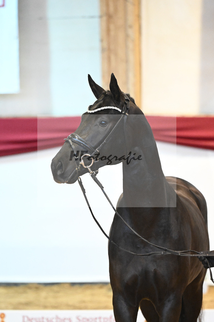 Kat-Nr. 49 Springbank II VH x Dante Weltino_Winklmaier_43232051 | hf-fotografie - Realisiert mit Pictrs.com