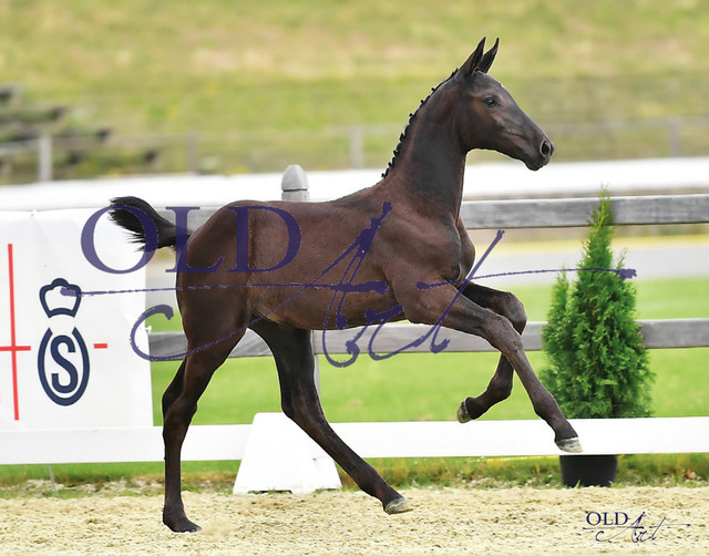 16 Dianella DE418180318023 Diamant de Semilly - Contendro I - Zeus | <meta name="description" content="★Offizieller Merchandise und Foto-/Videostore des Oldenburger Verbandes.★ ✅Jetzt auch digital Ausdrucke erhältlich." />
<meta name="keywords" content="Merchandise Foto-/Videostore Oldenburger Verband Photographie 