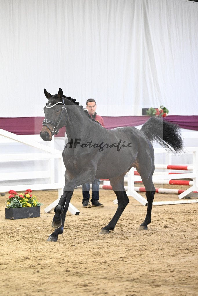 Kat-Nr. 85 Heartbreaker x Diarado_Juergen Laue_47252865 | hf-fotografie - Realisiert mit Pictrs.com