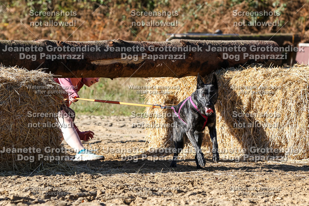 Dog Paparazzi - Strongdog 10-25-2595 | Dog Paparazzi Jeanette Grottendiek Fotografie & Videografie - Realisiert mit Pictrs.com