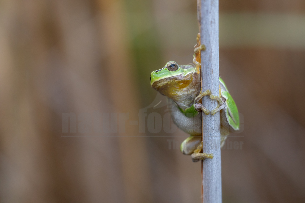 R5M24476_20260520 | Ein Europäischer Laubfrosch (Hyla arborea) klammert sich mit seinen Haftscheiben an einen vertikalen Schilfhalm. Sein leuchtend grüner Rücken und die hellere Bauchseite sind deutlich zu erkennen. Der Frosch blickt nach links oben, während der Hintergrund unscharf und in Brauntönen gehalten ist. - Realisiert mit Pictrs.com