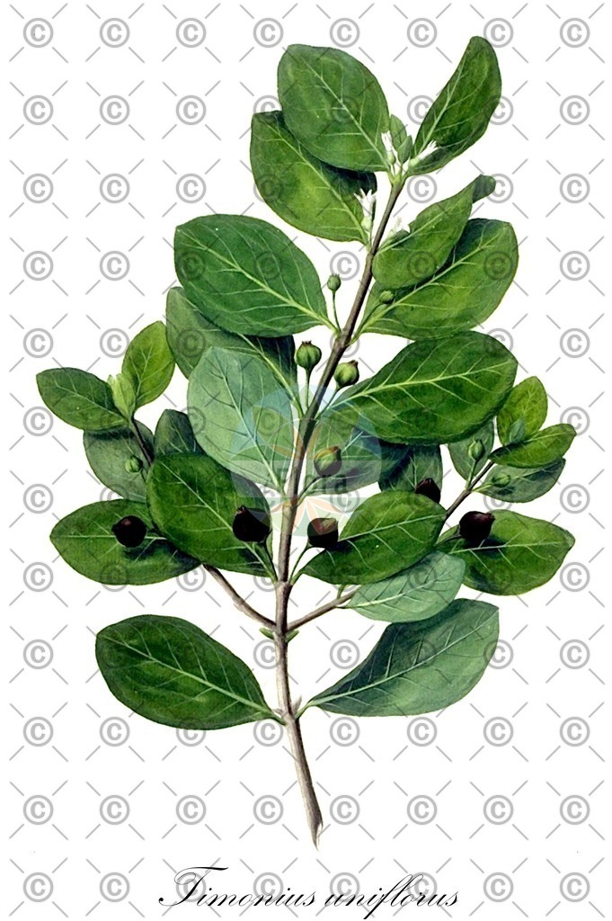 HistAbb_wfo-0000325412_1_ENZY_Simple | Historische Abbildung von Timonius uniflorus - Rubiaceae | Historical Illustration of Timonius uniflorus - Rubiaceae
