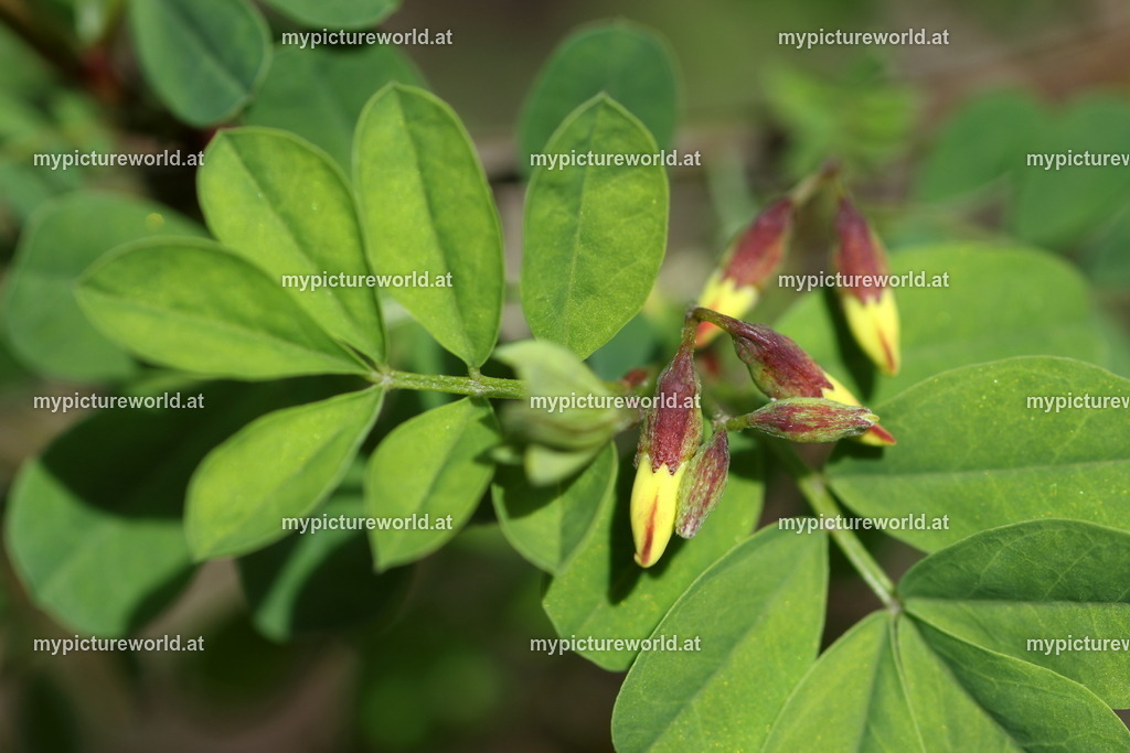 Strauchkronwicke-002 | Das Bilderarchiv über Tiere, Planzen und Landschaften. In der Bilddatenbank finden Sie ein große Auswahl an hochwertigen Bilder für Ihre Werbung - Realisiert mit Pictrs.com