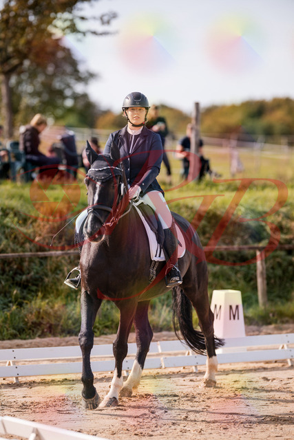 2026_10_03_Siefer-Hof_113251_Z81_79030045 | Professionelle Reitsport-, Turnier- und Eventfotografie von Robert Broda. Galerien mit ausgewählten und bearbeiteten Bildern direkt online ansehen und bestellen.